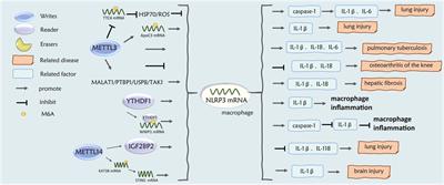 Role and regulators of N6-methyladenosine (m6A) RNA methylation in inflammatory subtypes of asthma: a comprehensive review